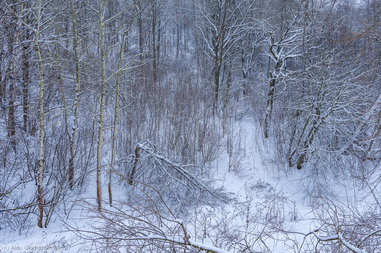 ������ ���