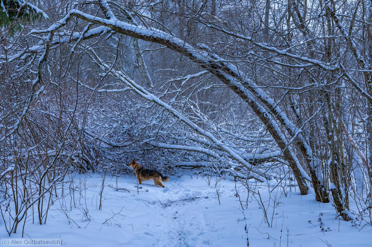 ����� �������