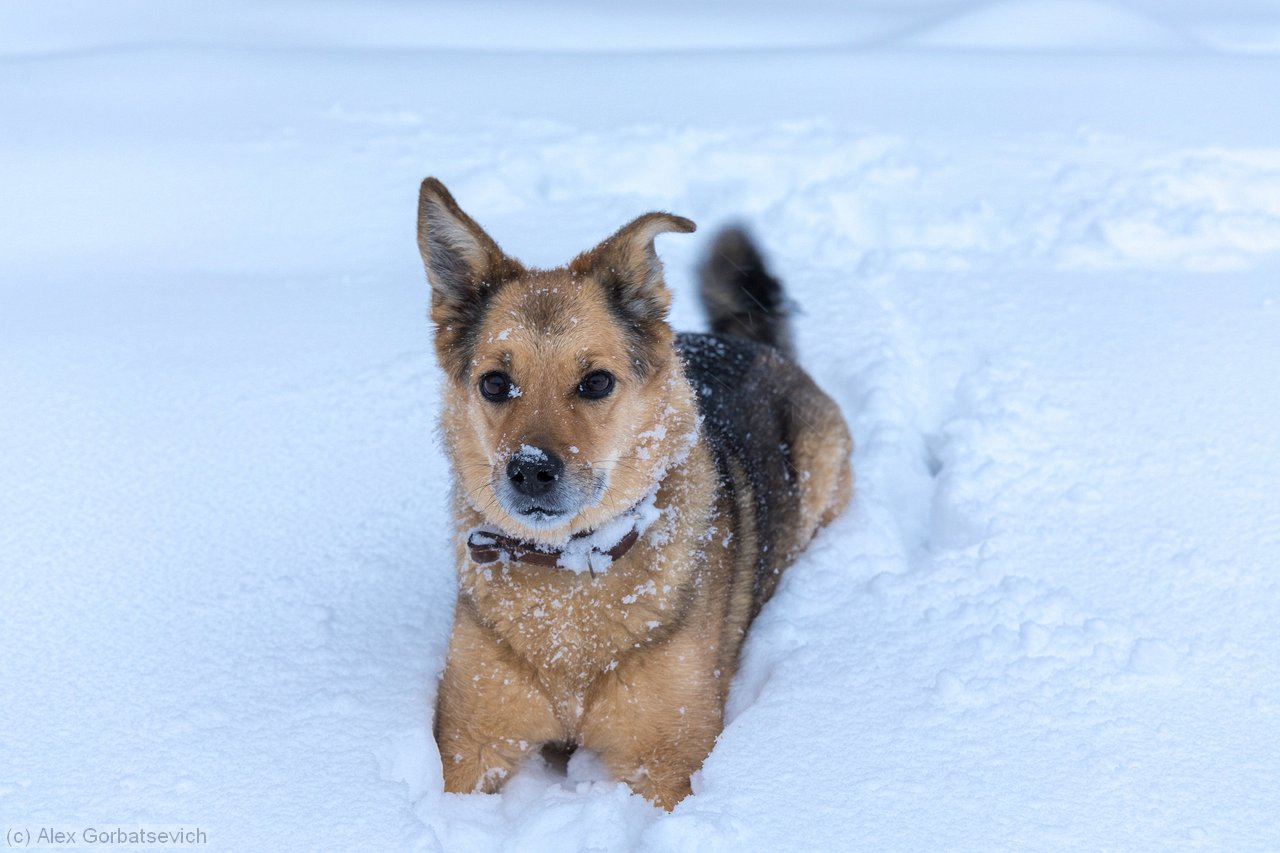 ��� ����� ��������