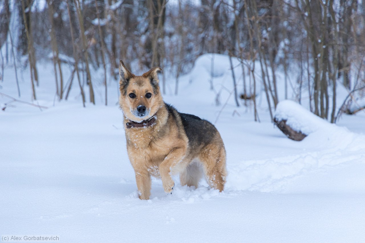 ���� �������