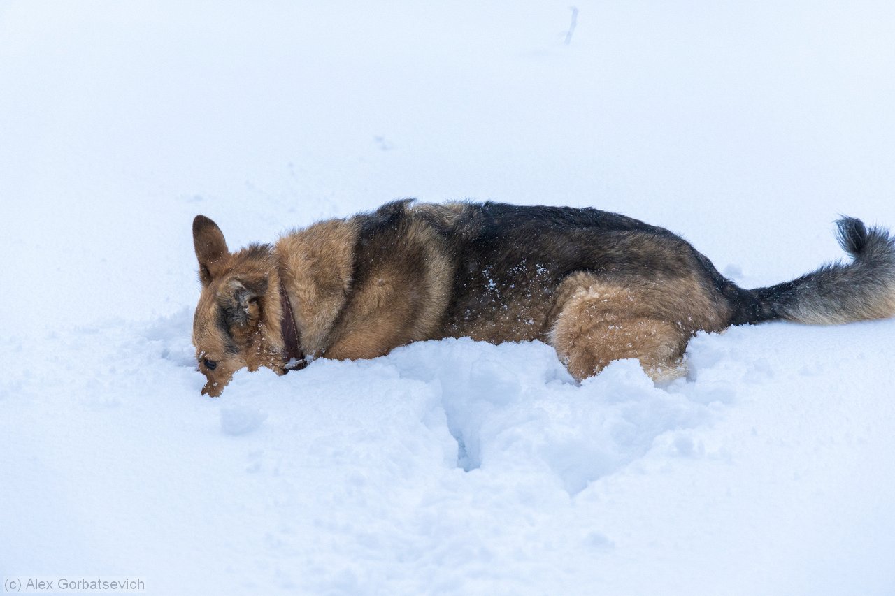 � ��� ����� ����