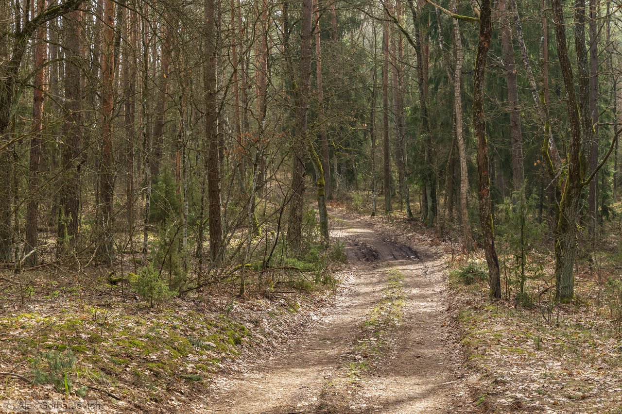 ������ ������