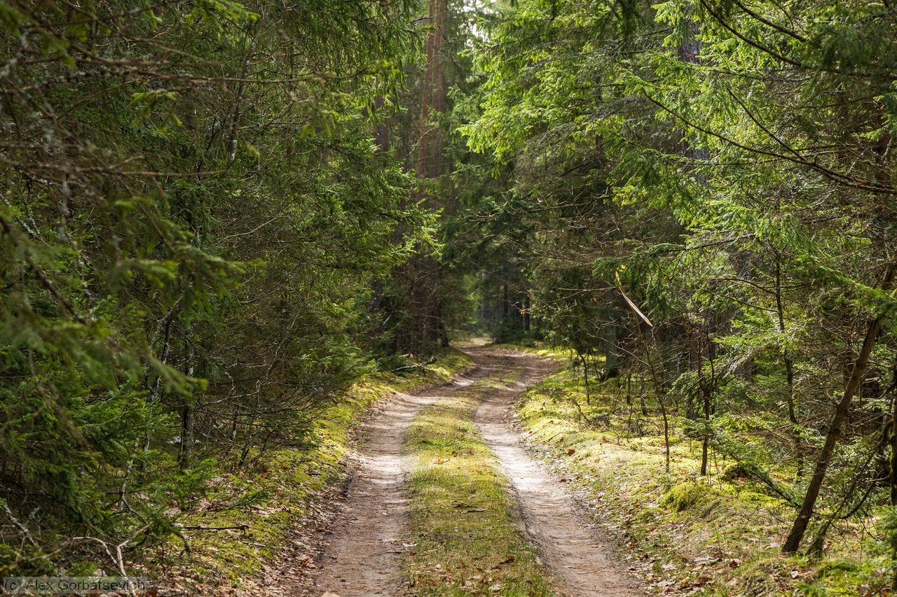 ������ ������