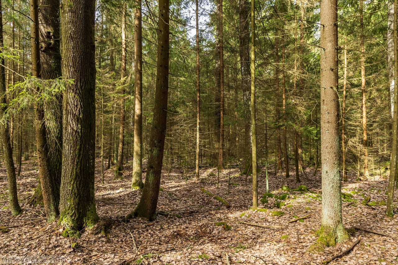 ������ ���