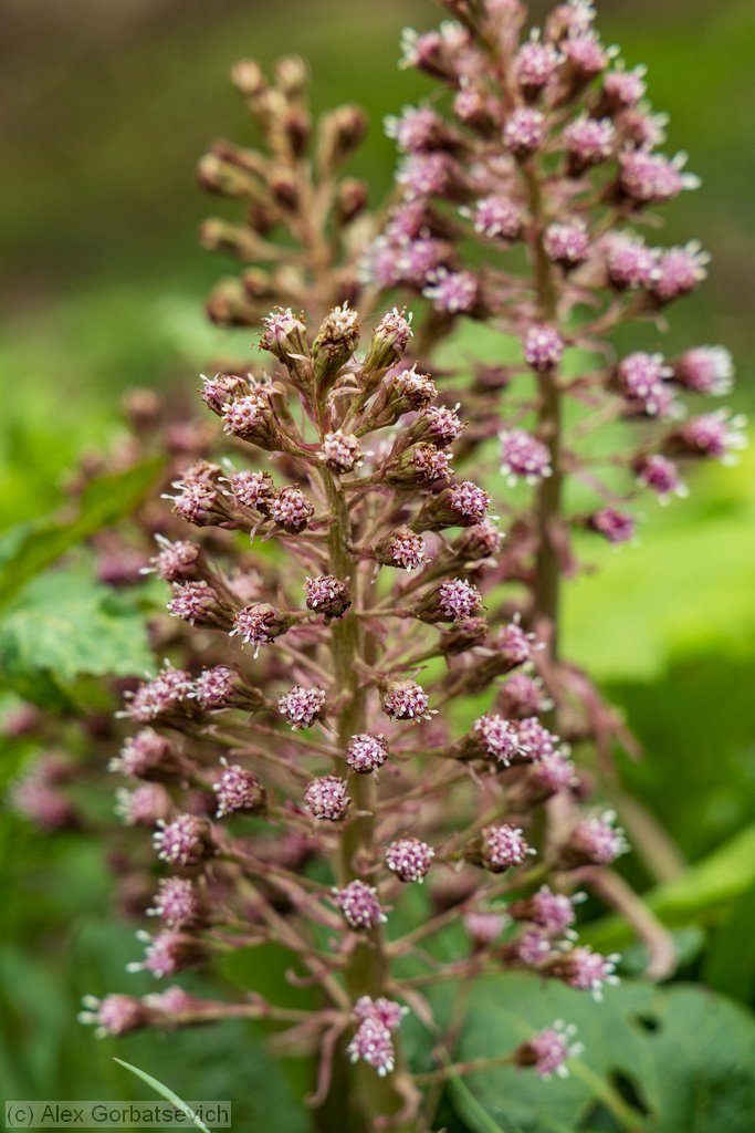 ��������?���� �����?����