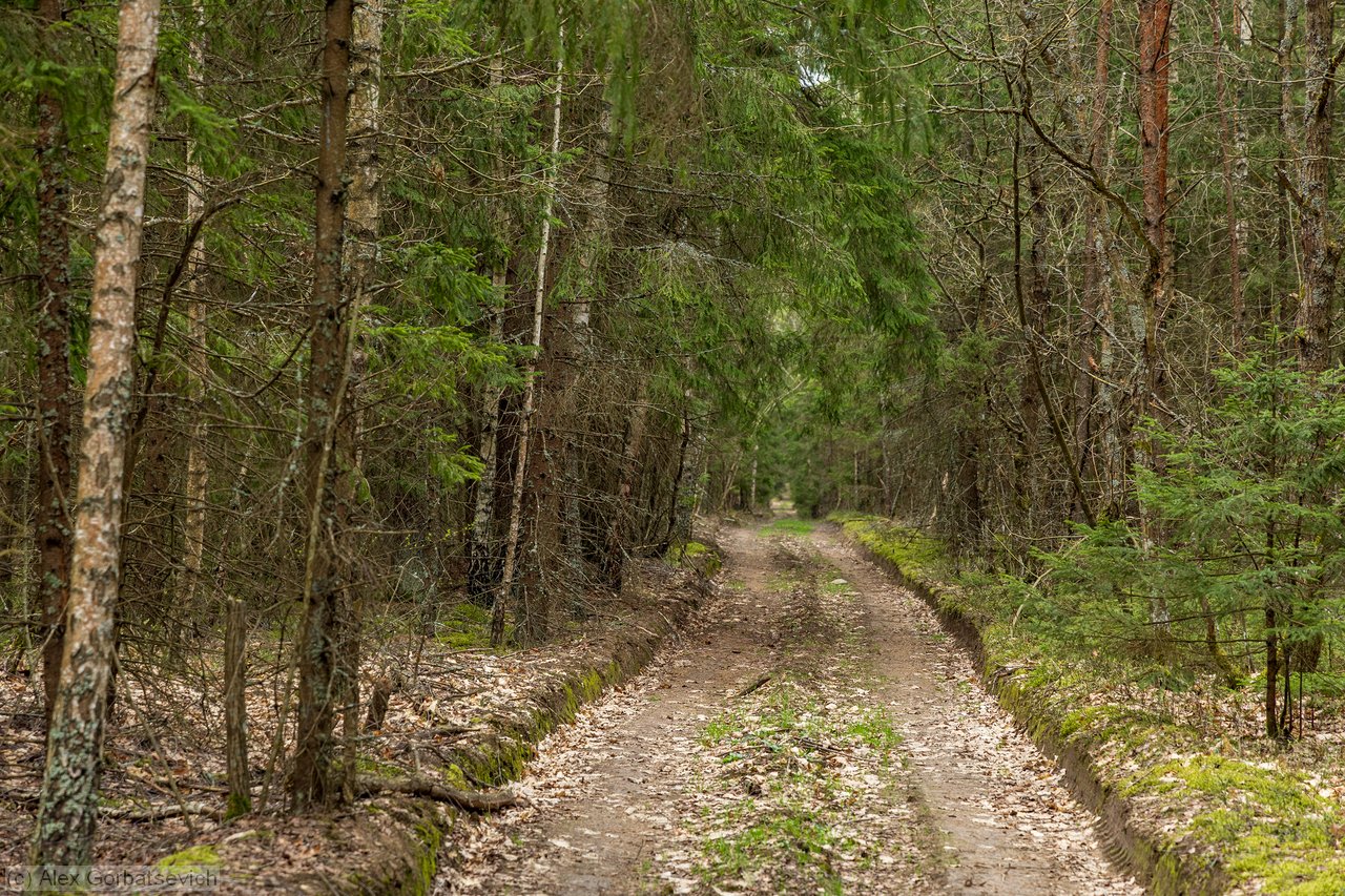 ������ ������