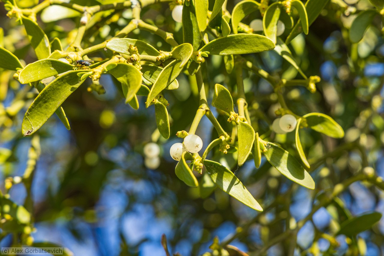 ����� �����