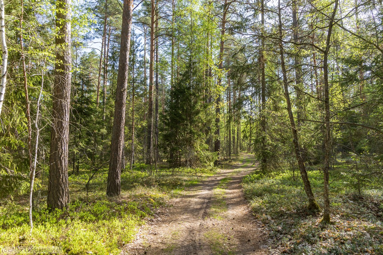 ������ ������