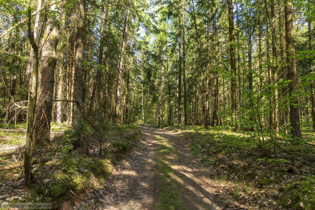 ������ ������