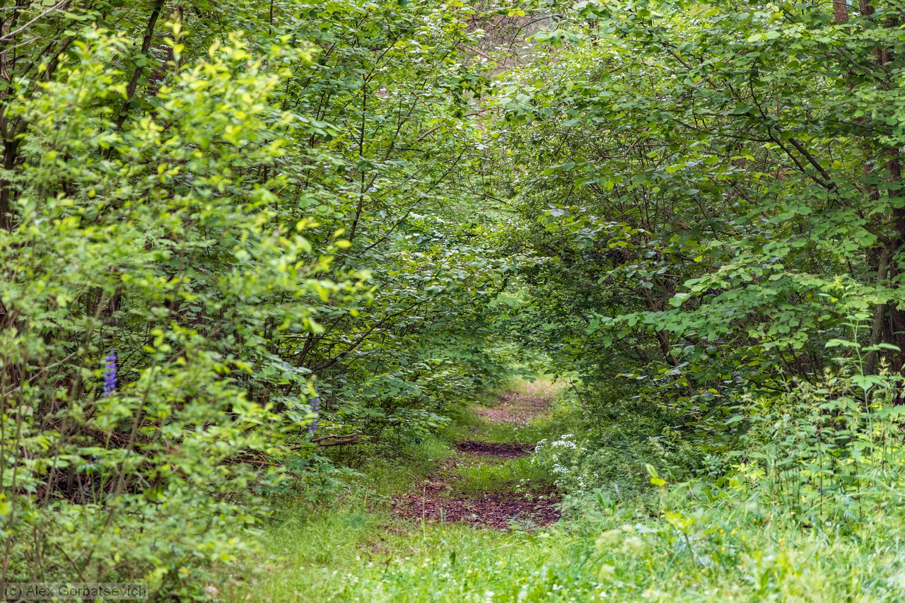 ������ ������