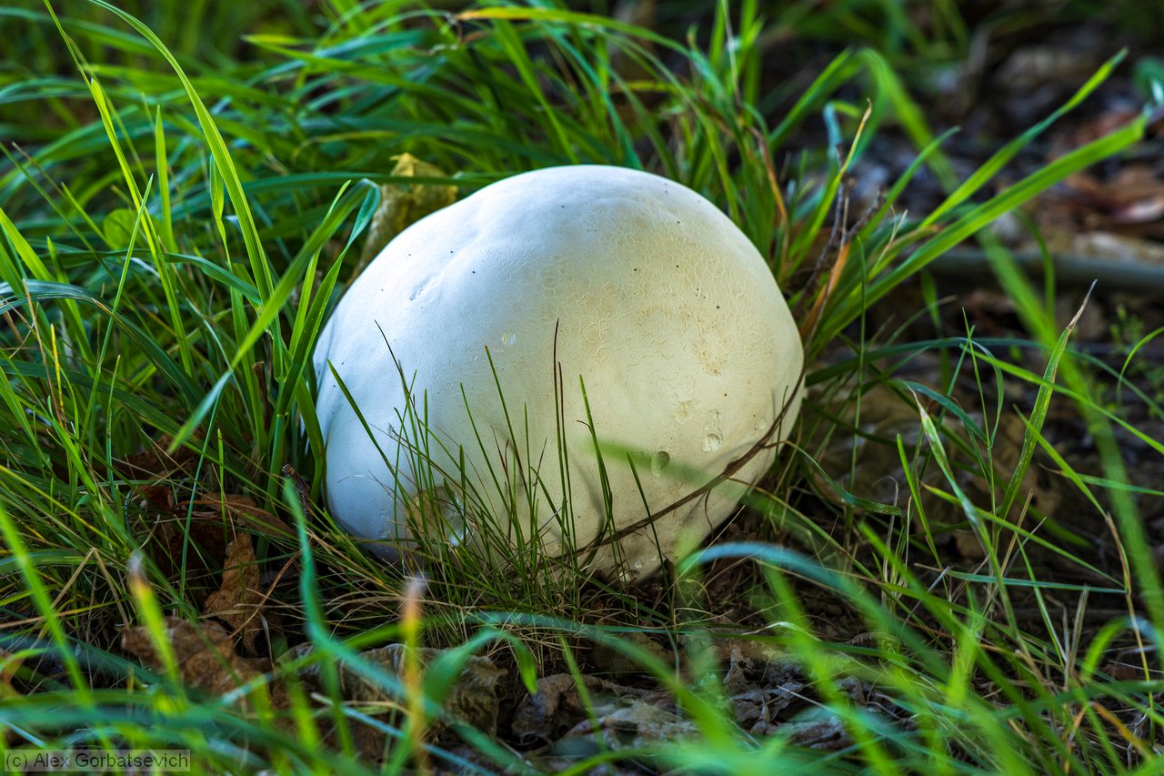 ���� ������