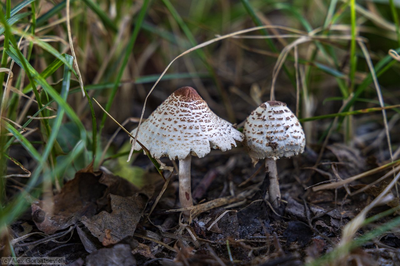 ������� ������� ������