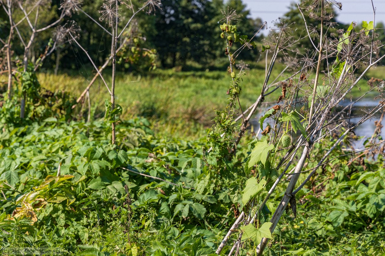 ������ ��������