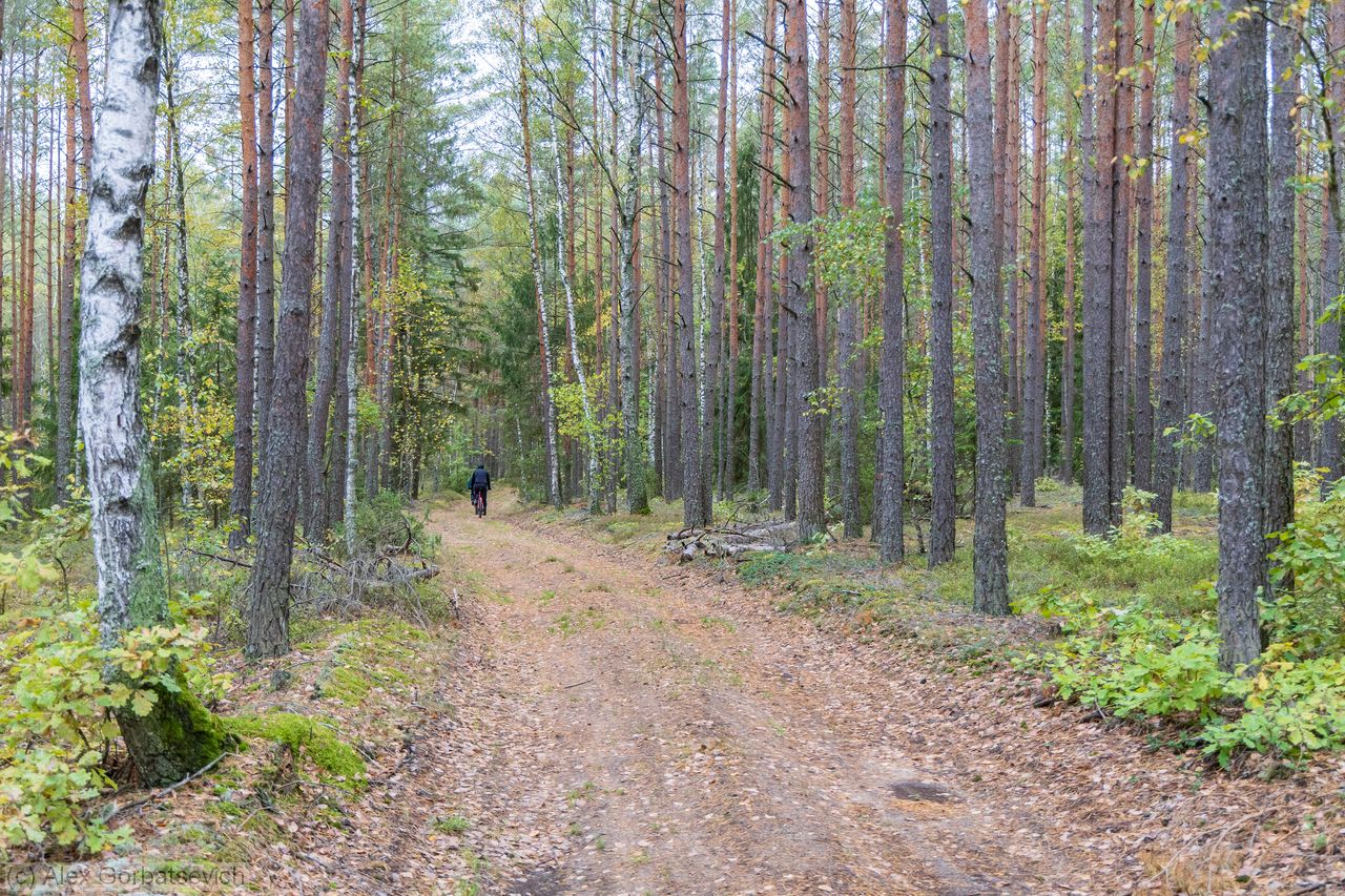 ������ ������