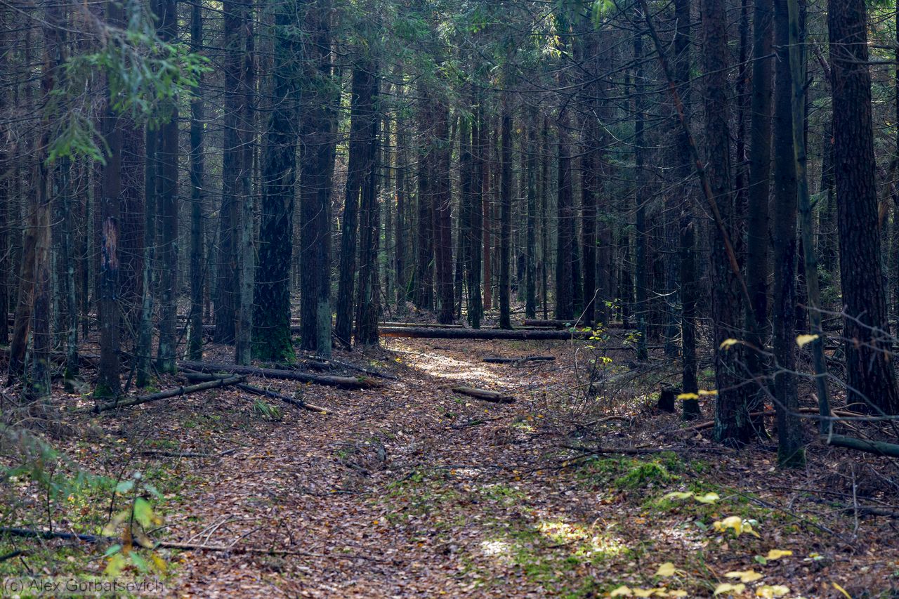 ������� ������ ���