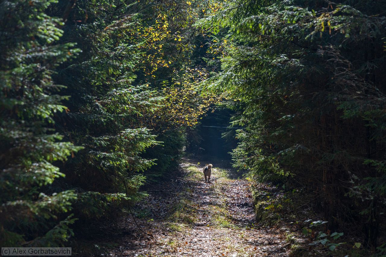 �� ������