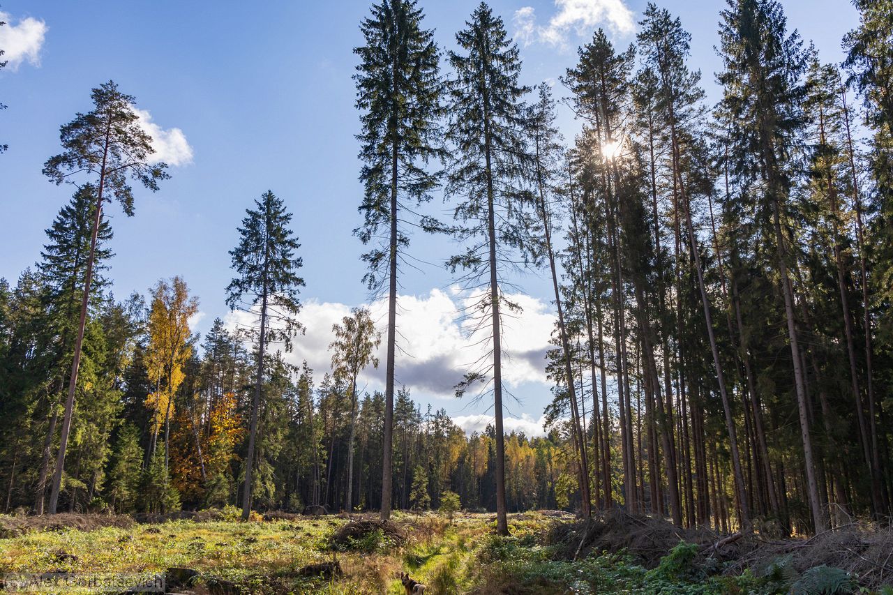 �� ������� ������