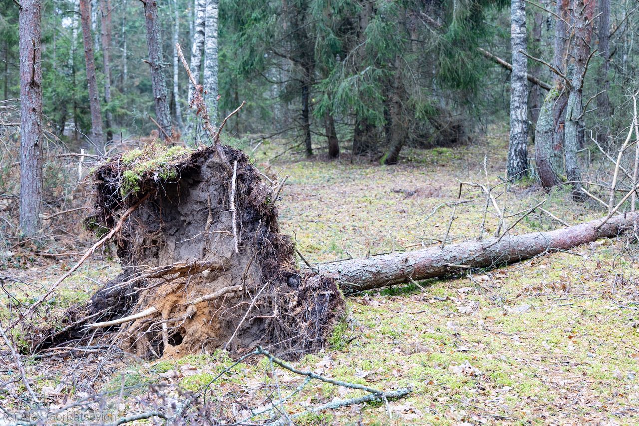 ����������� �������