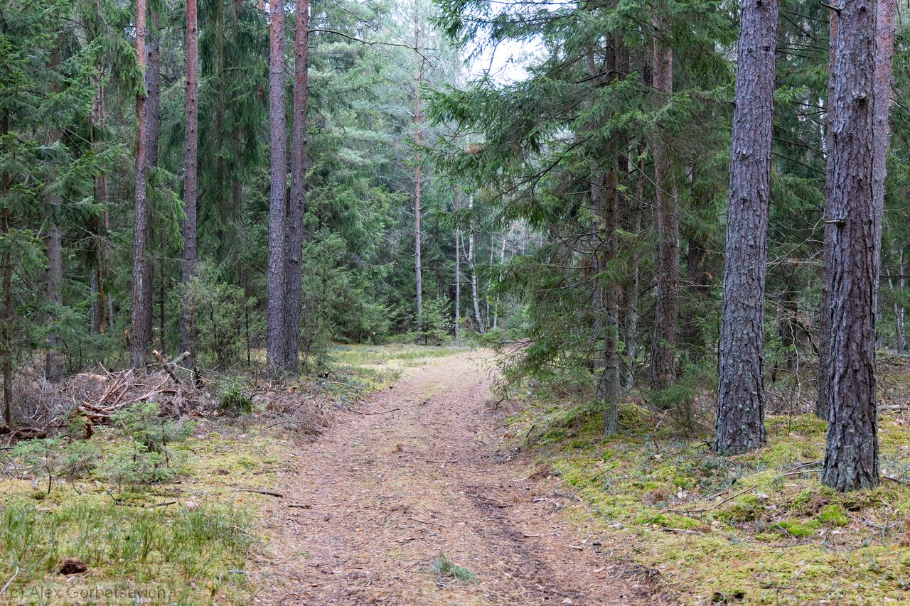 ������ ������