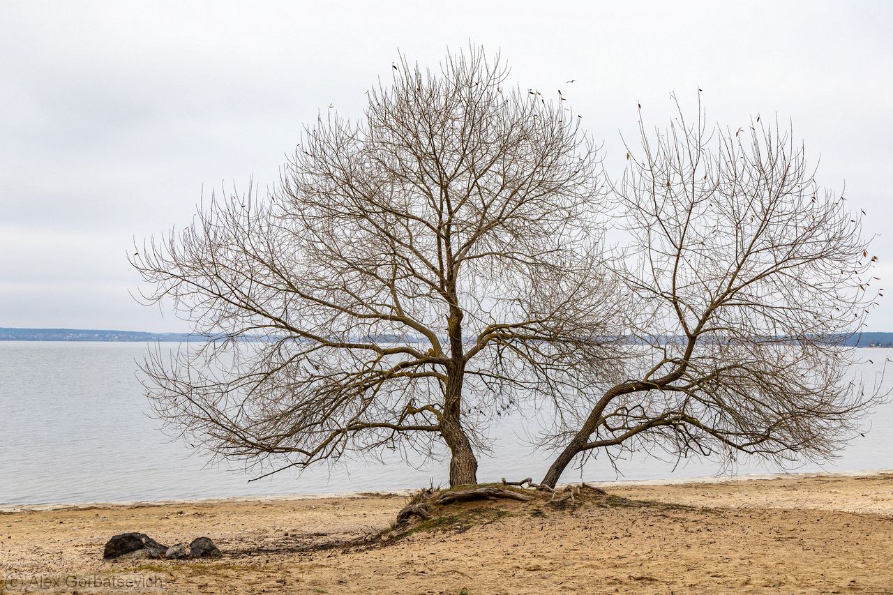 �� ������ ����