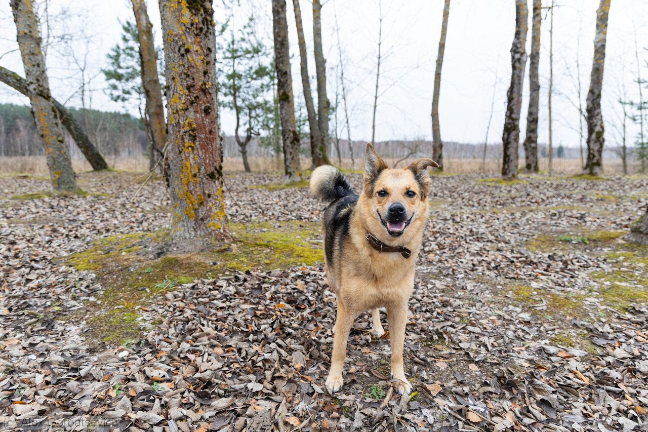 ���� ������. �����