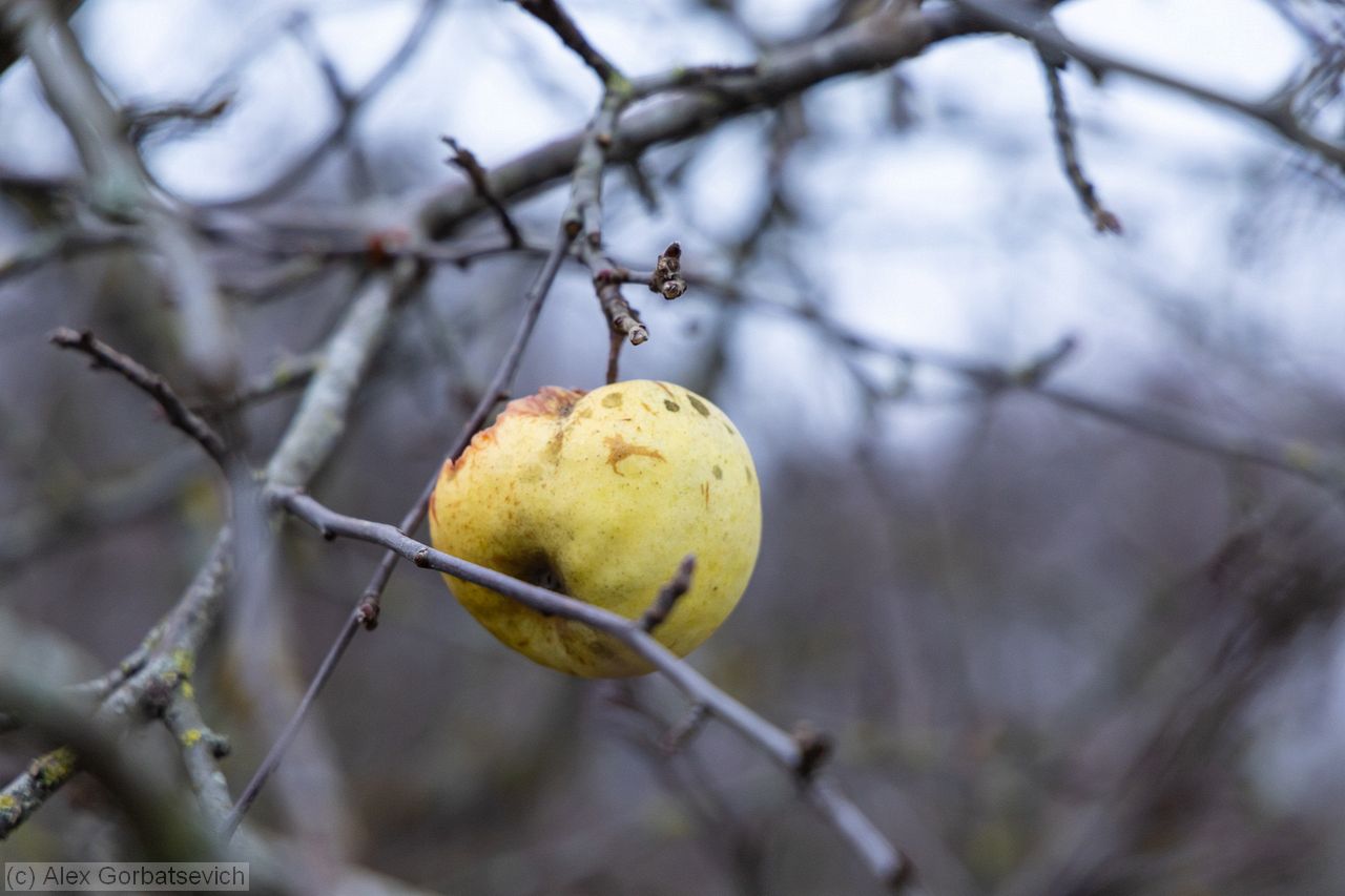 ������ ��� �����