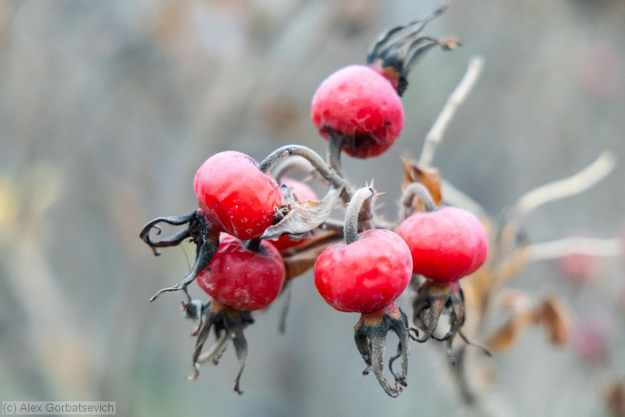 �����. ����������