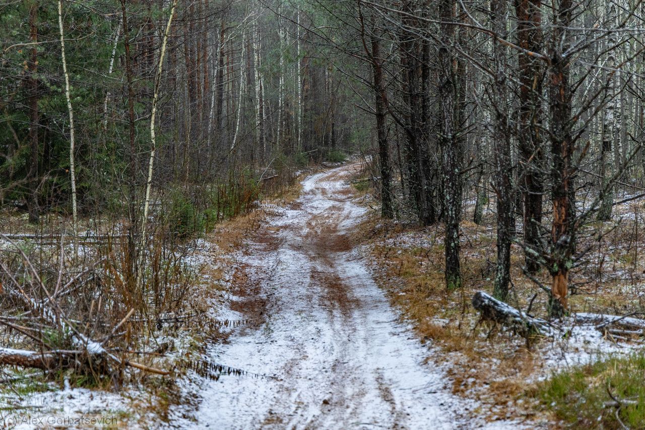 ������ ������