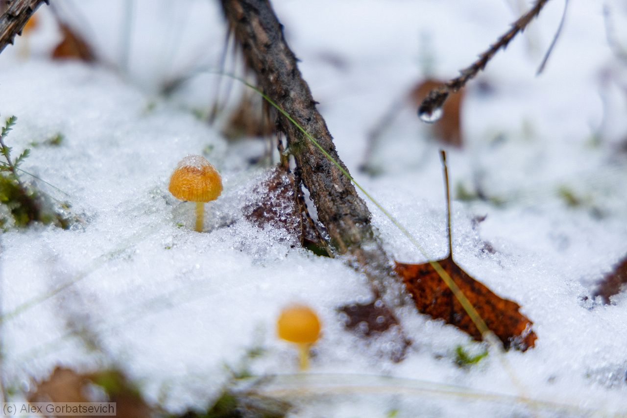 � ����� ����� ����� �������� ������ ��������