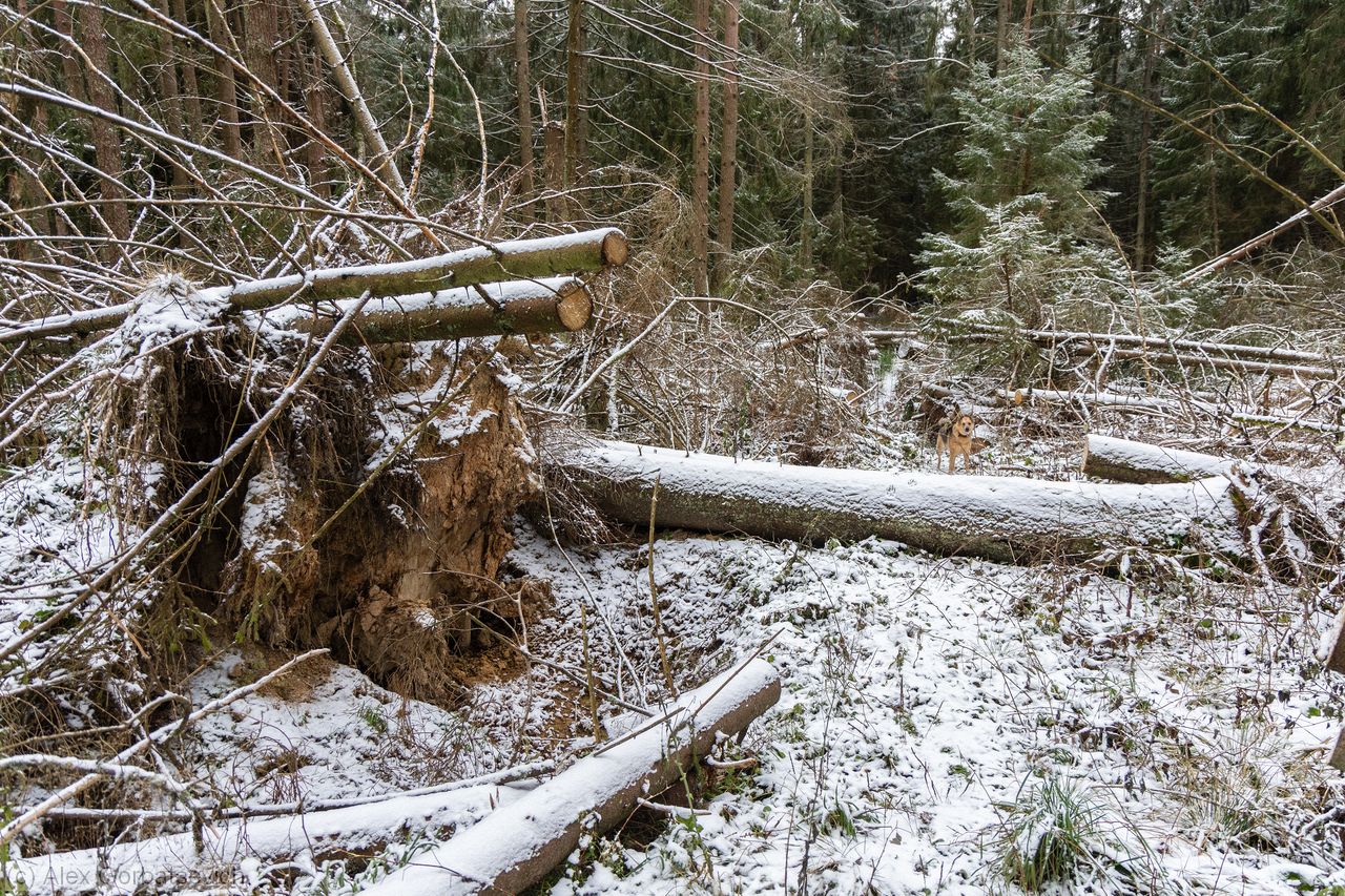 �������� ����� ������