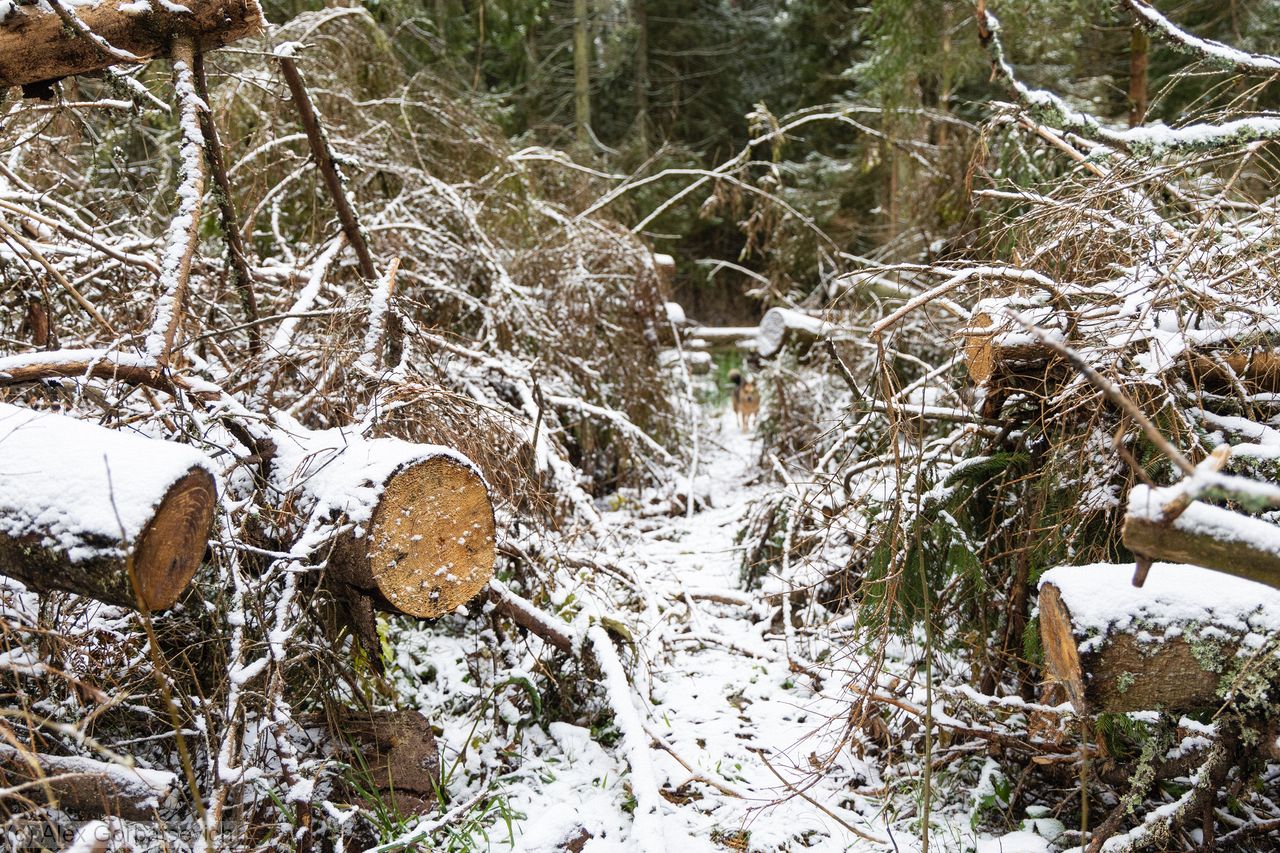 �������� ����� ������