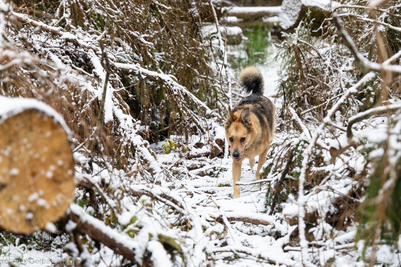 ���. ���.