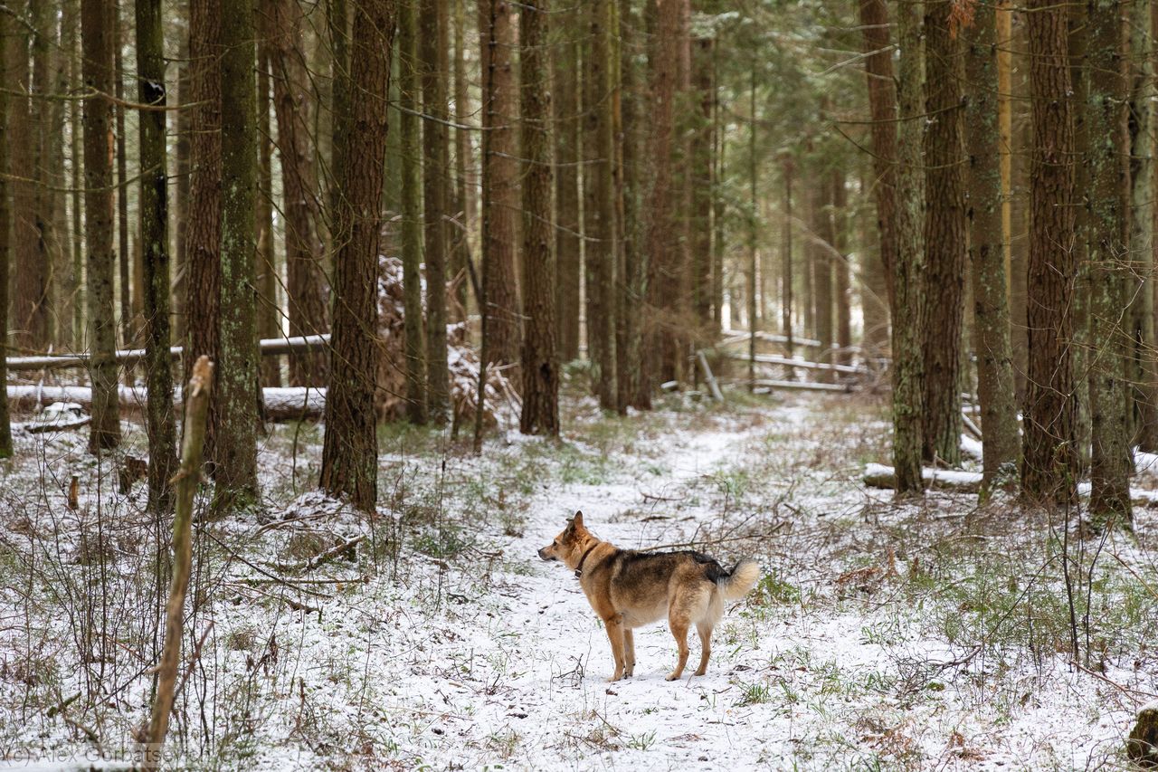 ����� �������