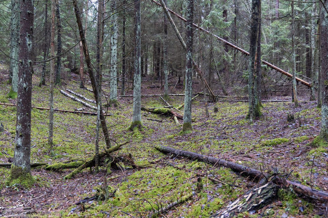 �������� ���