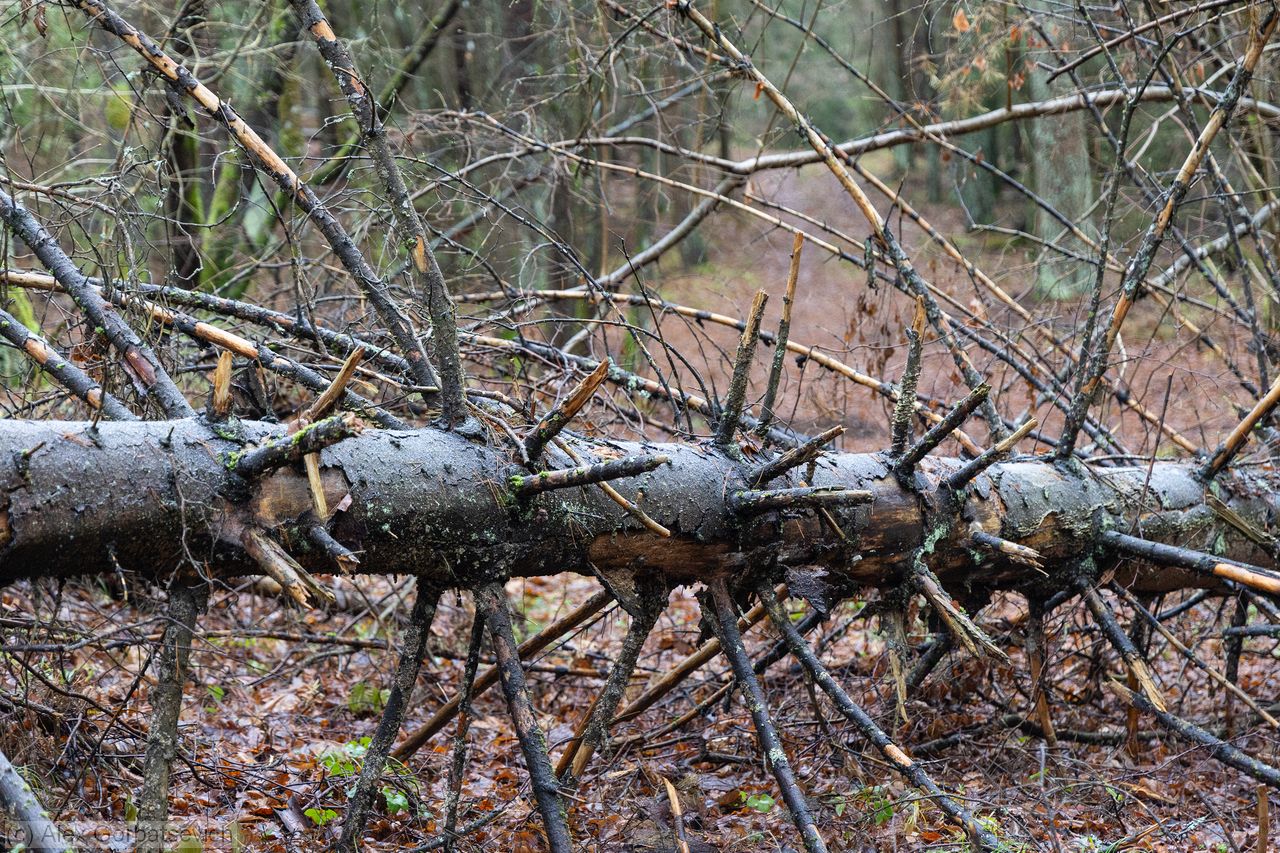 ���� �������������������