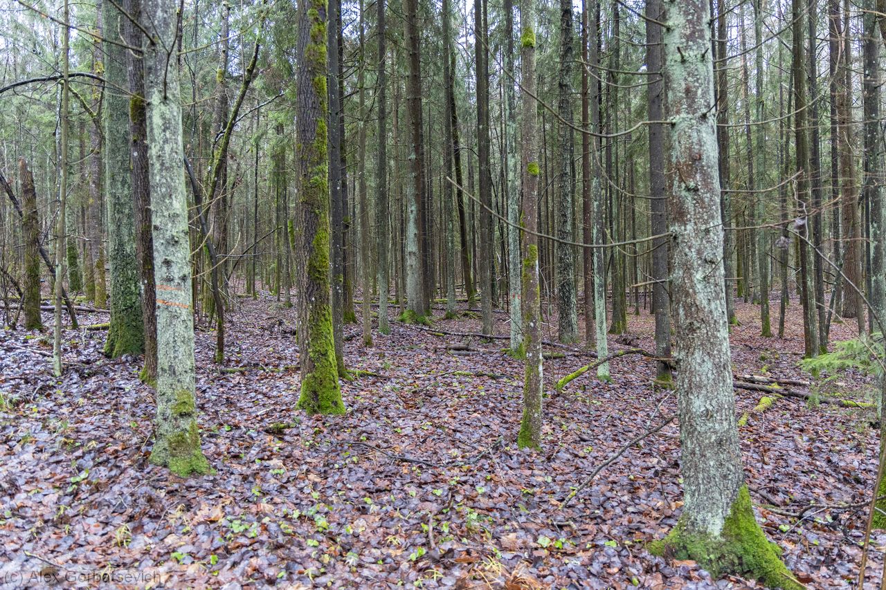 ������ ���