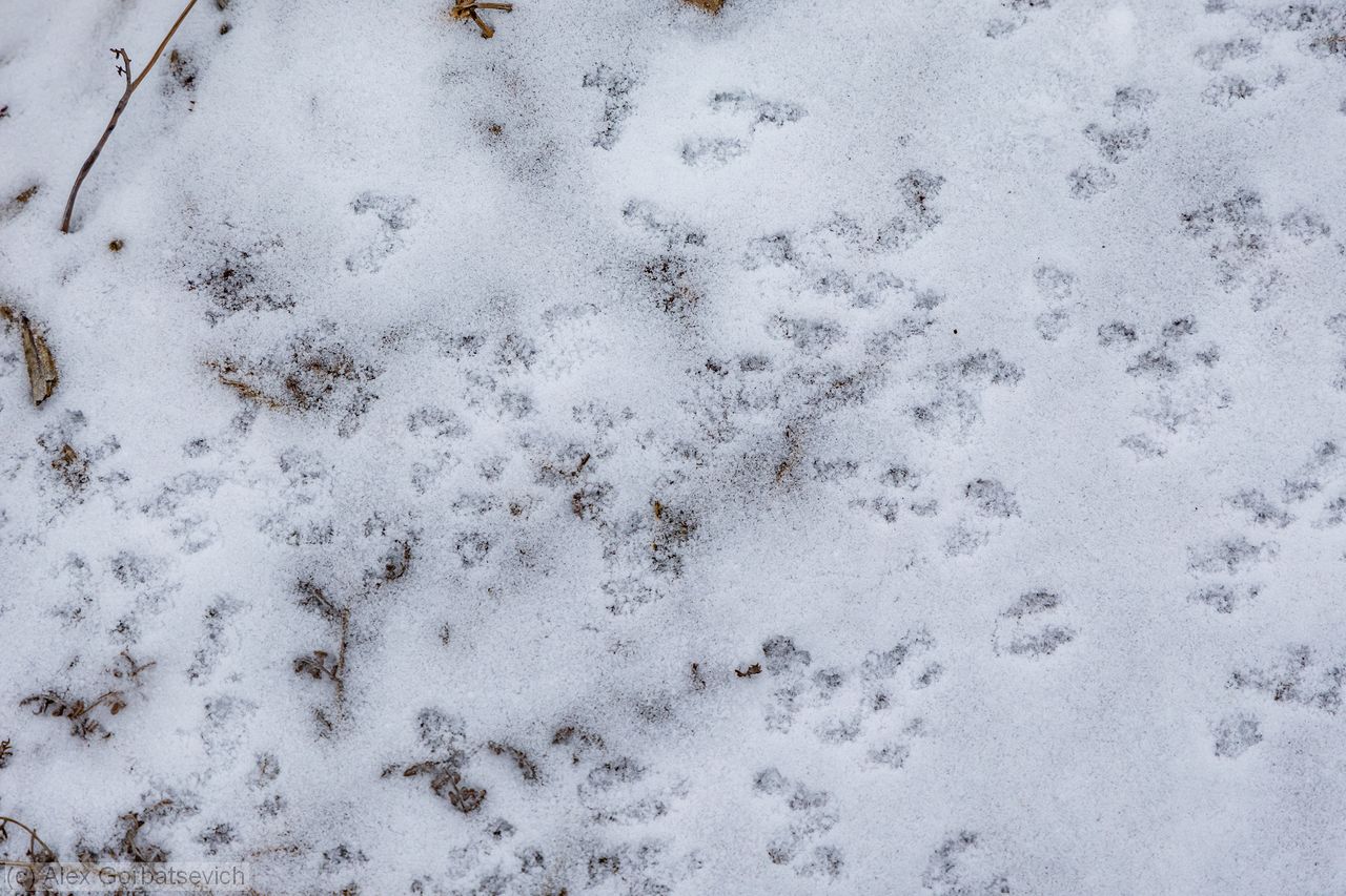 ������� �����