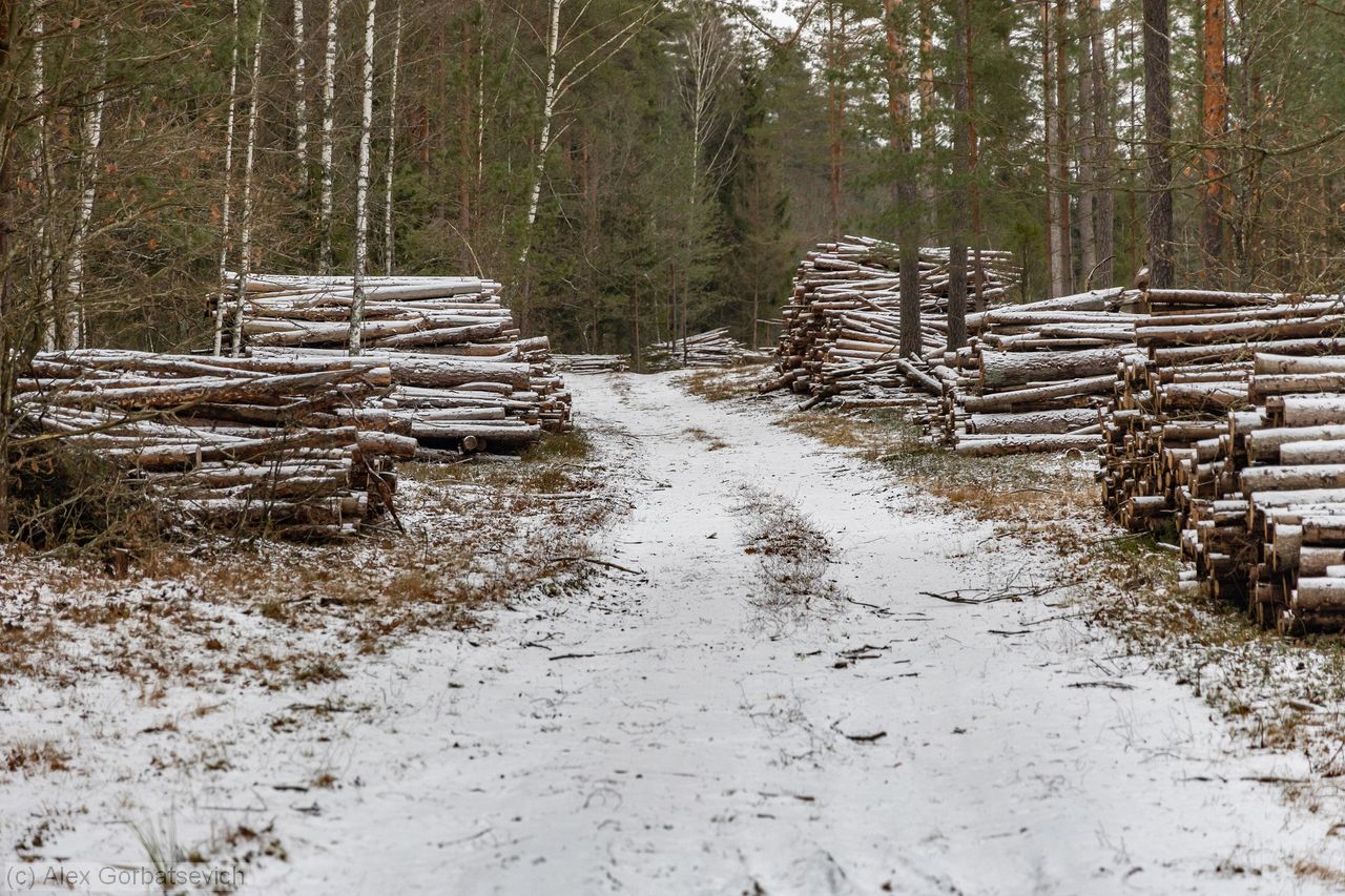 ������ ������