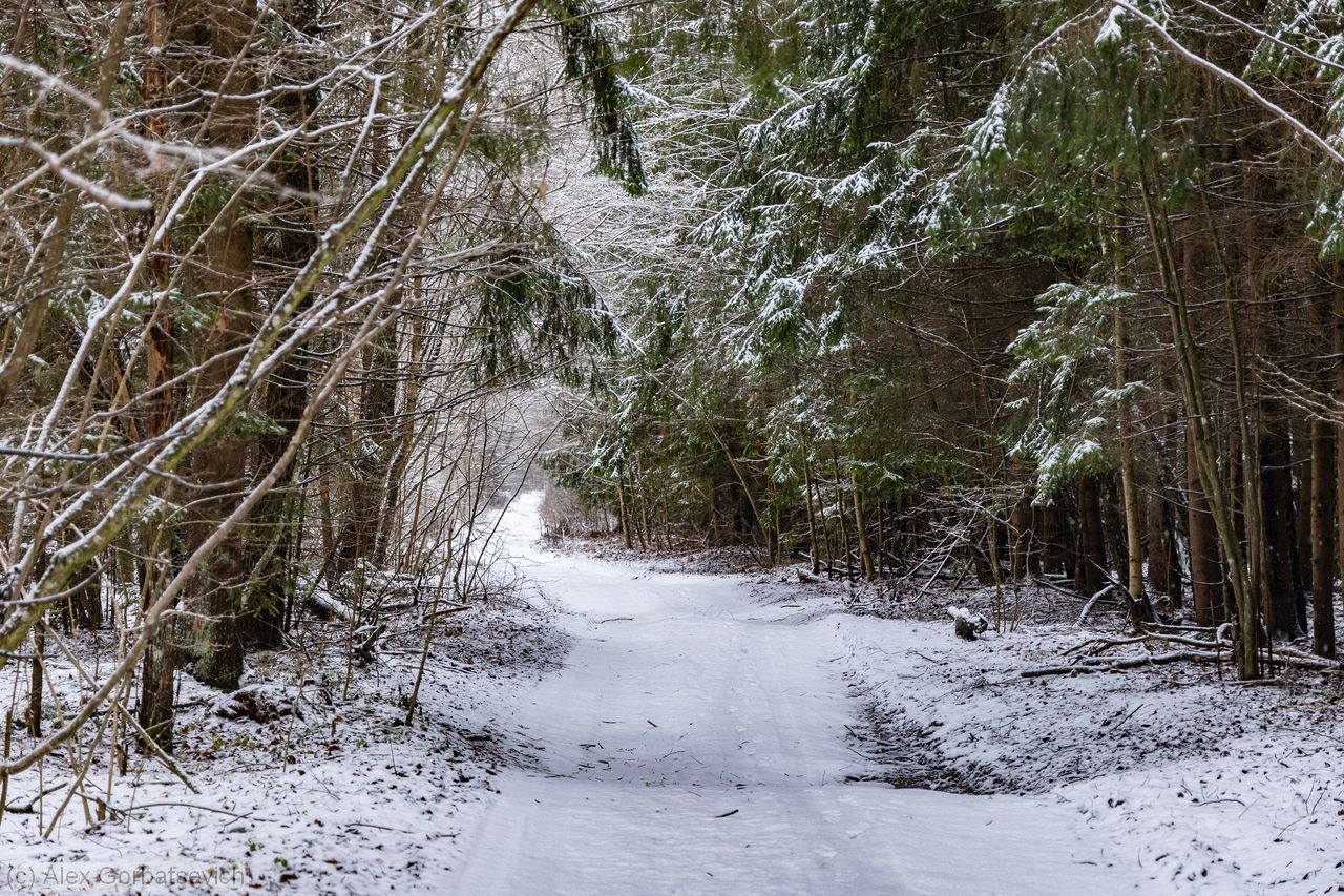 ������ ������