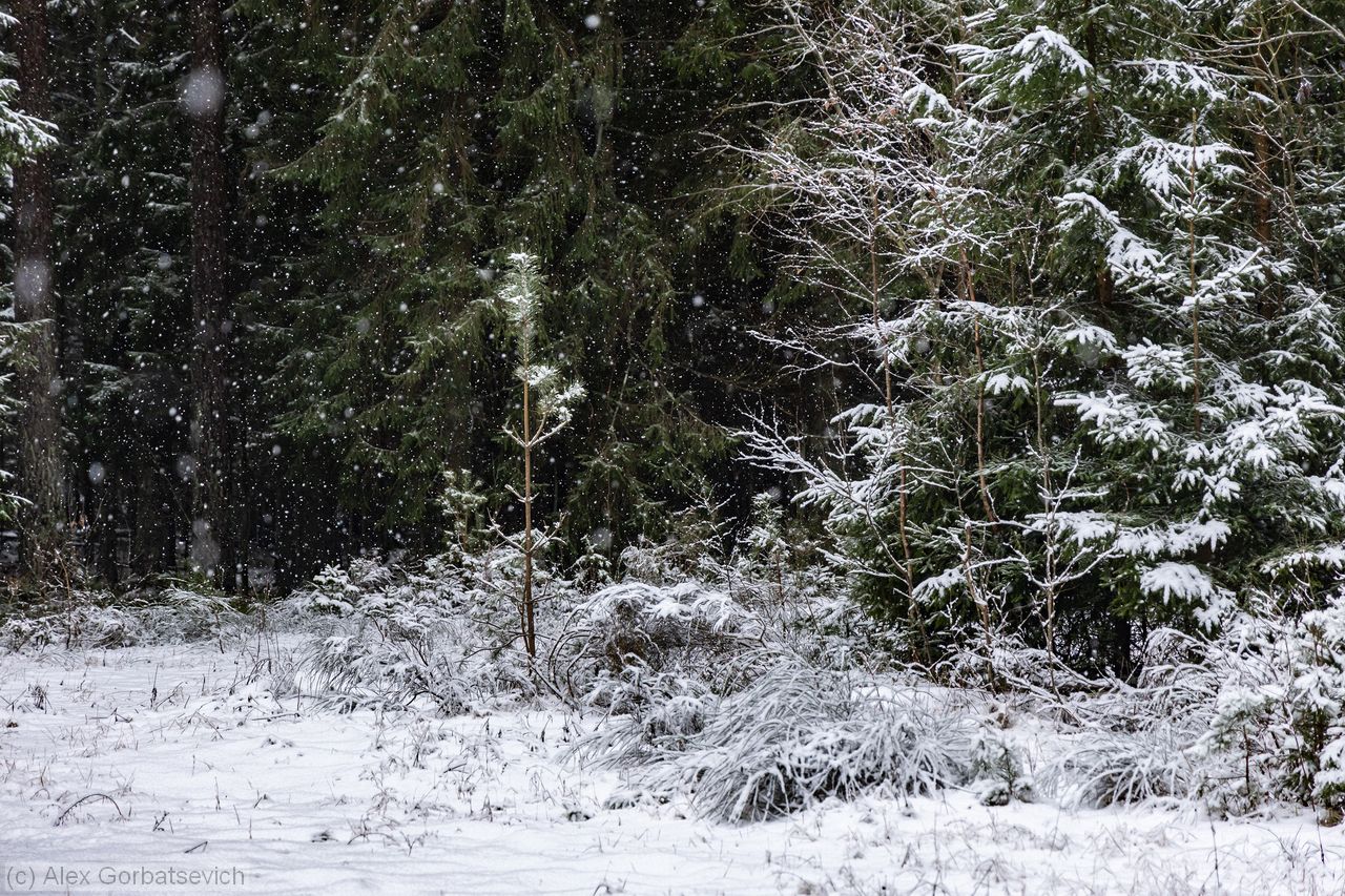 ������ ������