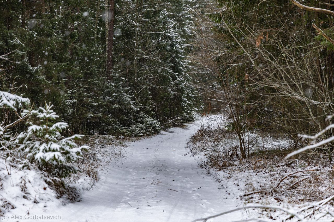 ������ ������