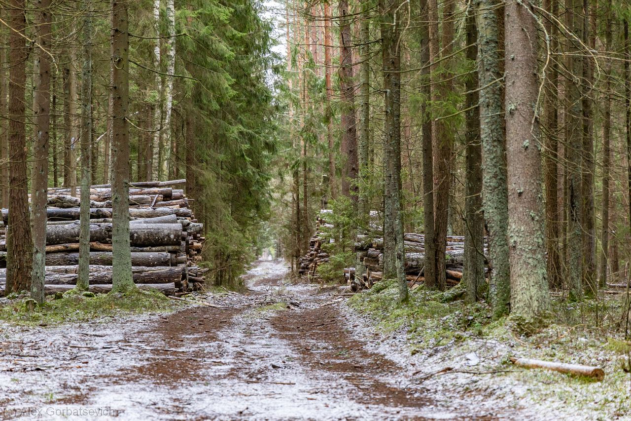 ������ ������