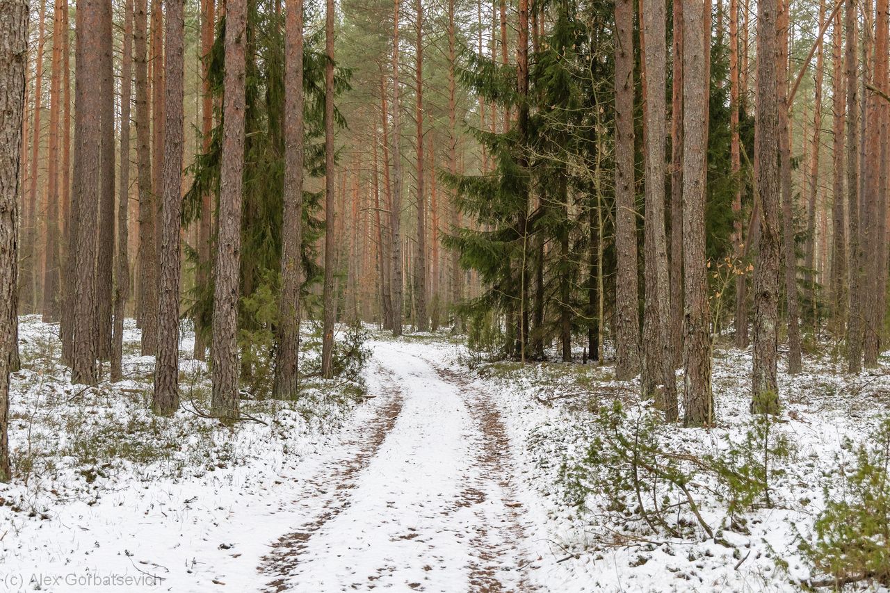 ������ ������