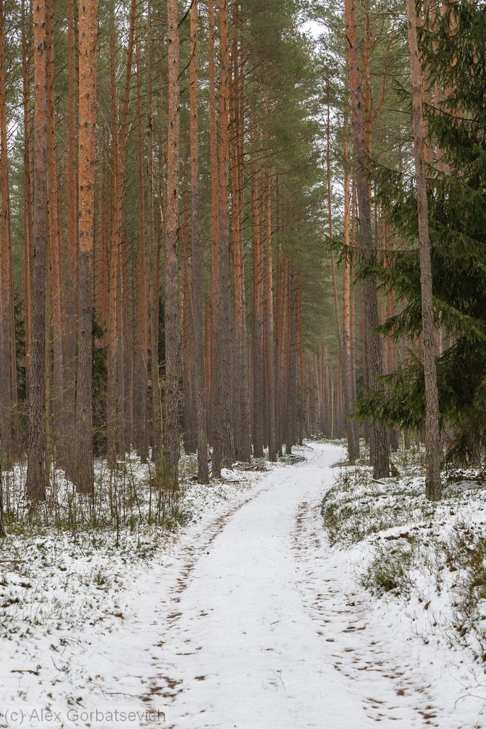 ������ ������