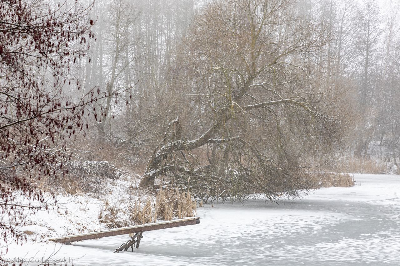 ������ ���������