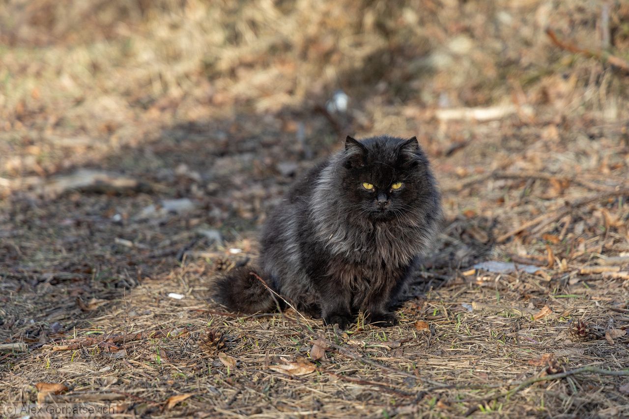 ������� ����