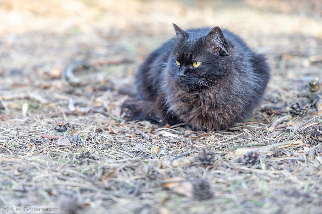 ������� ���