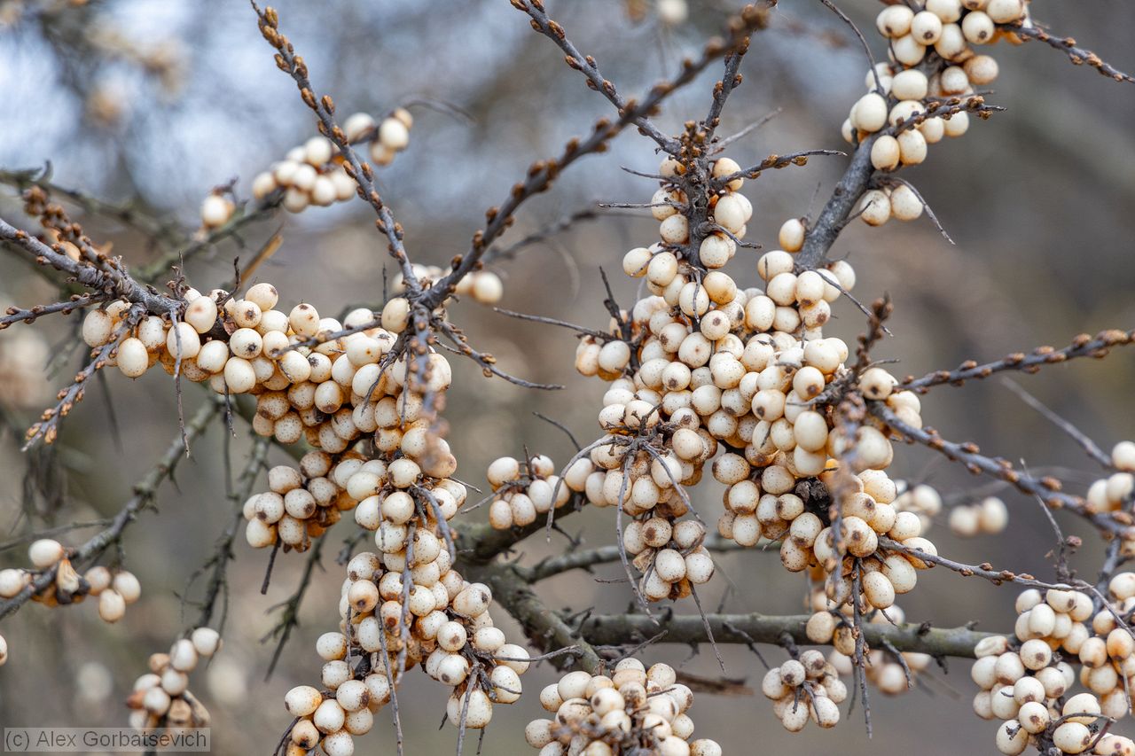 ����� ���������