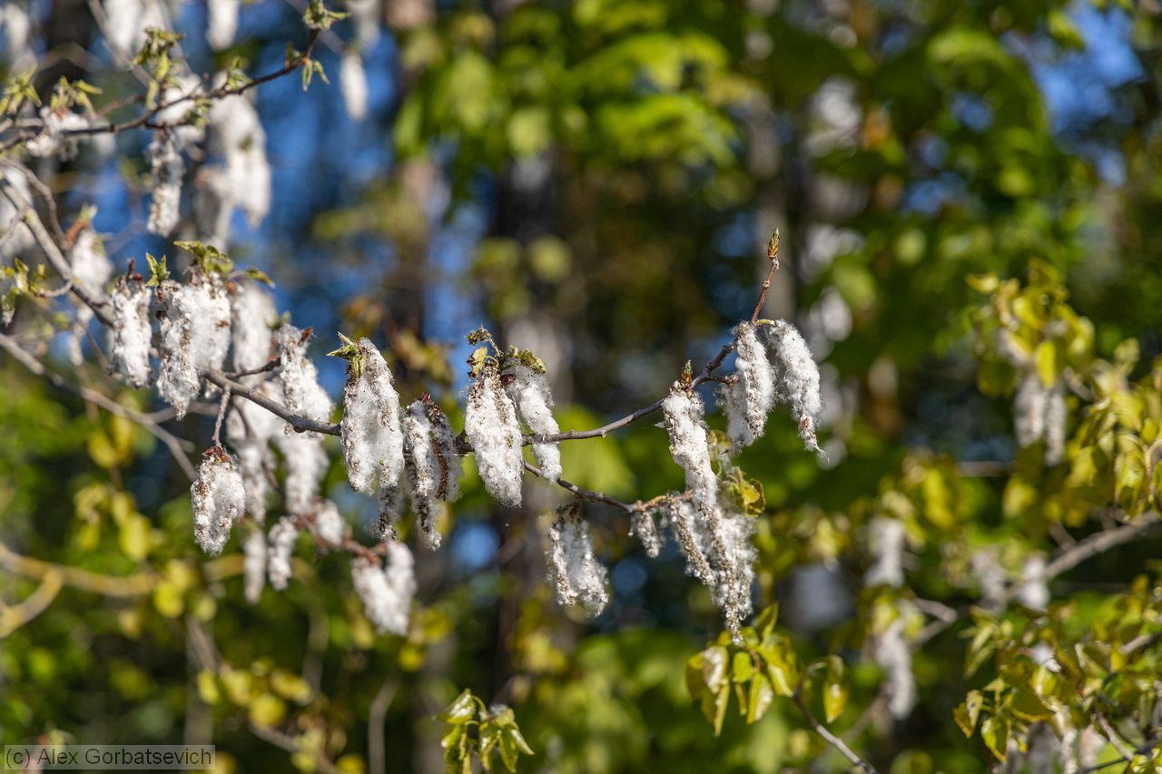 ������ ���������