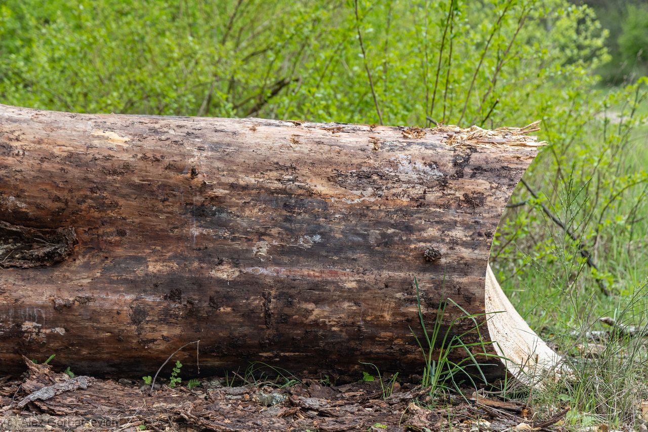 ������� ����������